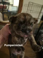 Pumpernickel , a male Maltese and Yorkshire Terrier for sale in Lancaster, PA – 1 of 2