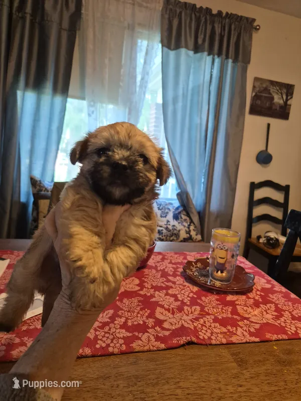 Stanley – Maltese, Yorkshire Terrier puppy for sale in Lancaster, PA