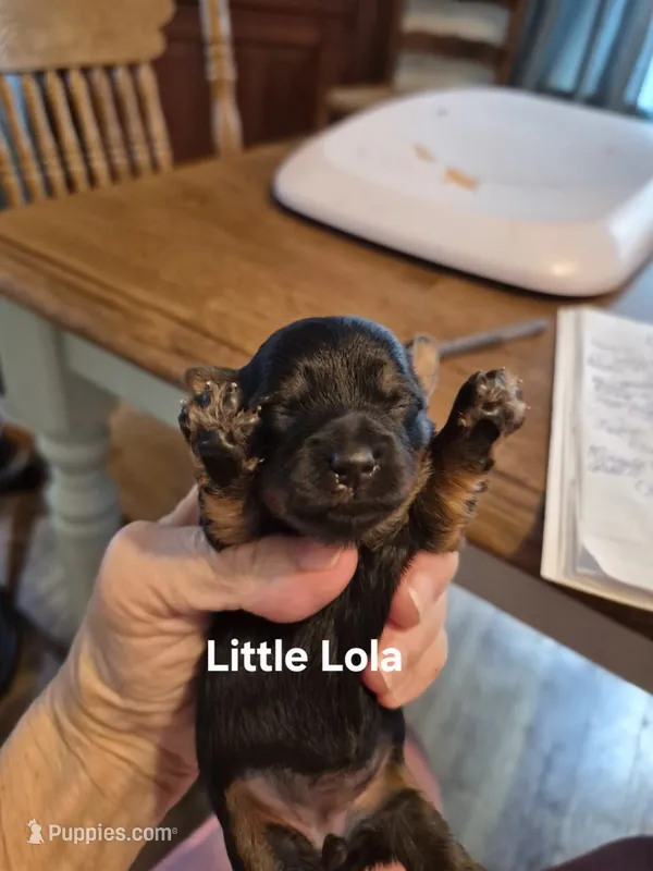 Little Lola – Yorkshire Terrier, Poodle - Toy  puppy for sale in Lancaster, PA