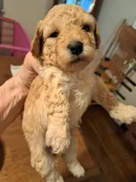 Cora AKC Registered, a female Poodle - Toy  for sale in Lancaster, PA – Photo 5 of 7