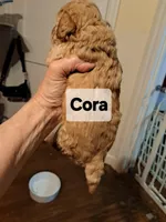 Cora AKC Registered, a female Poodle - Toy  for sale in Lancaster, PA – Photo 4 of 7