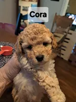 Cora AKC Registered, a female Poodle - Toy  for sale in Lancaster, PA – Photo 3 of 7