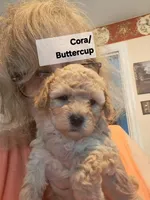 Cora AKC Registered, a female Poodle - Toy  for sale in Lancaster, PA – Photo 2 of 7