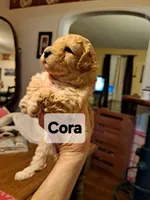 Cora AKC Registered, a female Poodle - Toy  for sale in Lancaster, PA – Photo 1 of 7