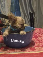 Pipsqueek,Little Pip, a male Morkie for sale in Lancaster, PA – 3 of 6