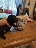 Jett, a male Yorkshire Terrier and Poodle - Toy  for sale in Lancaster, PA – 2 of 7