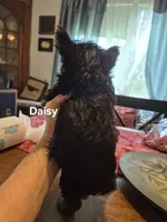 Daisy, a female Yorkshire Terrier for sale in Lancaster, PA – 5 of 5