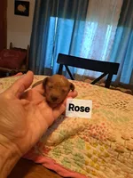 Rose AKC Registered, a female Poodle - Toy  for sale in Lancaster, PA – Photo 2 of 10