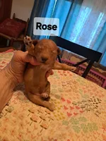 Rose AKC Registered, a female Poodle - Toy  for sale in Lancaster, PA – Photo 1 of 10