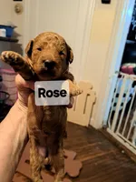 Rose AKC Registered, a female Poodle - Toy  for sale in Lancaster, PA – Photo 9 of 10