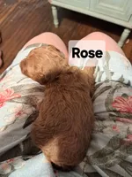 Rose AKC Registered, a female Poodle - Toy  for sale in Lancaster, PA – Photo 10 of 10