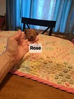 Rose AKC Registered, a female Poodle - Toy  for sale in Lancaster, PA – Photo 3 of 10