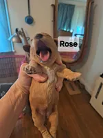 Rose AKC Registered, a female Poodle - Toy  for sale in Lancaster, PA – Photo 5 of 10