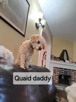 Rose AKC Registered, a female Poodle - Toy  for sale in Lancaster, PA – Photo 8 of 10