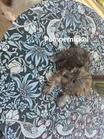 Pumpernickel , a male Maltese and Yorkshire Terrier for sale in Lancaster, PA – 3 of 6