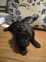JETT , a male Poodle - Toy  for sale in Lancaster, PA – 5 of 7