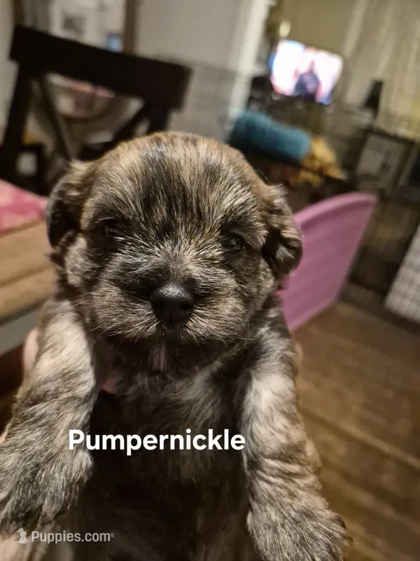 Pumpernickel  – Maltese, Yorkshire Terrier puppy for sale in Lancaster, PA