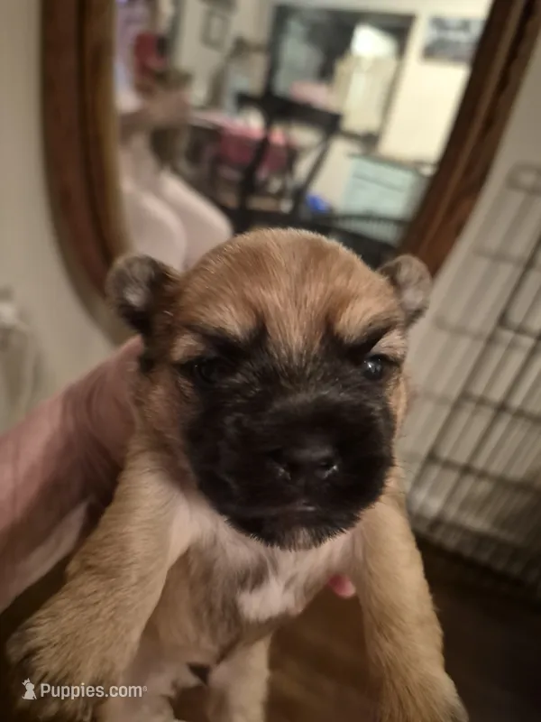 LINCOLN – Maltese, Yorkshire Terrier puppy for sale in Lancaster, PA