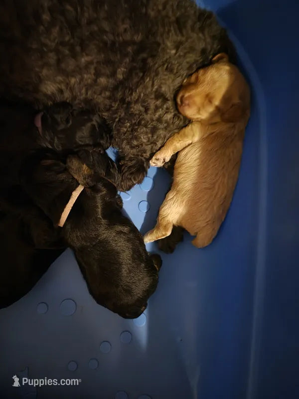 Harper – Yorkshire Terrier, Poodle - Toy  puppy for sale in Lancaster, PA