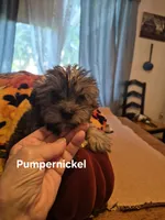 Pumpernickel , a male Morkie for sale in Lancaster, PA – 2 of 7