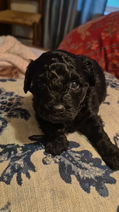 Maverick, a male Yorkshire Terrier and Poodle - Toy  for sale in Lancaster, PA – 8 of 9
