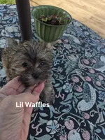 Lilttle Waffles, a male Maltese and Yorkshire Terrier for sale in Lancaster, PA – 2 of 7