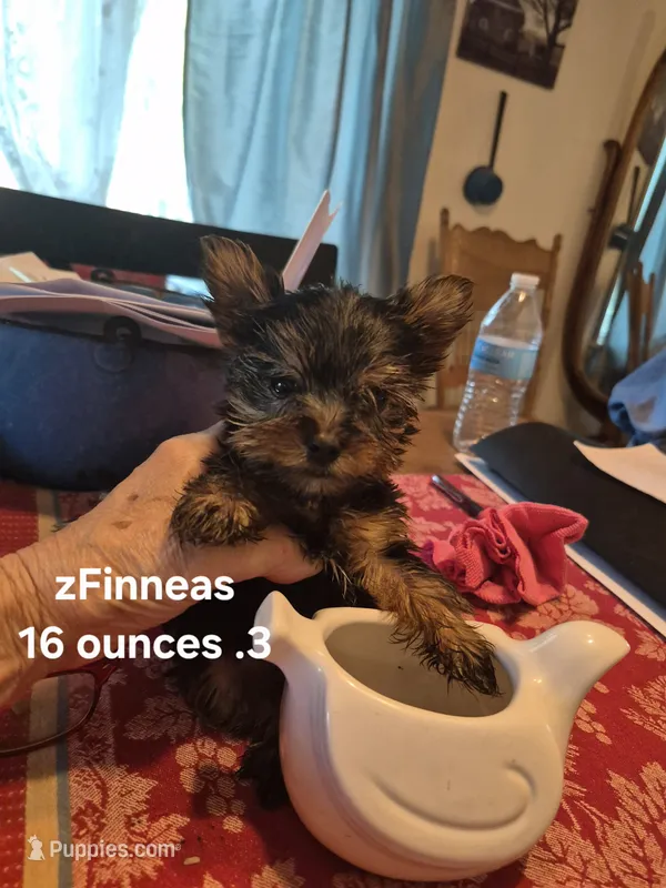 FINNEAS – Yorkshire Terrier puppy for sale in Lancaster, PA