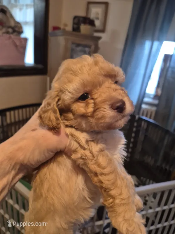 Harper – Yorkshire Terrier, Poodle - Toy  puppy for sale in Lancaster, PA