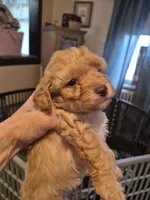 Harper, a female Poodle - Toy  for sale in Lancaster, PA – 1 of 9