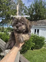 Pumpernickel , a male Maltese and Yorkshire Terrier for sale in Lancaster, PA – 4 of 6