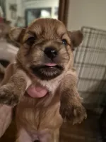 Maple, a female Maltese and Yorkshire Terrier for sale in Lancaster, PA – 2 of 2
