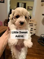 Astrid, a female Maltipoo for sale in Lancaster, PA – Photo 1 of 8