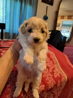 Astrid, a female Maltipoo for sale in Lancaster, PA – Photo 4 of 8