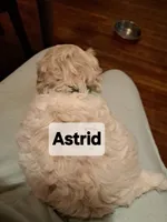 Astrid, a female Maltipoo for sale in Lancaster, PA – Photo 6 of 8