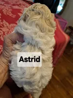 Astrid, a female Maltipoo for sale in Lancaster, PA – Photo 2 of 8