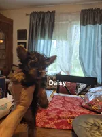 Daisy, a female Yorkshire Terrier for sale in Lancaster, PA – 1 of 5