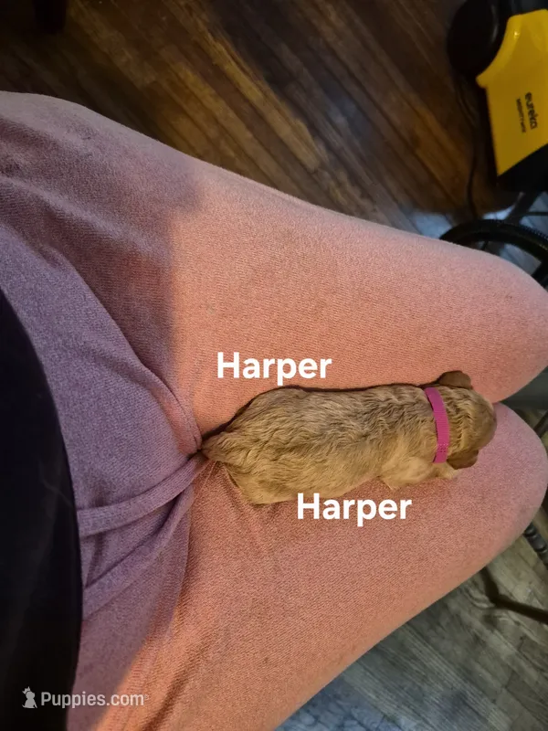 Harper – Yorkshire Terrier, Poodle - Toy  puppy for sale in Lancaster, PA