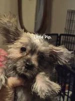 Pipsqueek,Little Pip, a male Morkie for sale in Lancaster, PA – 5 of 6