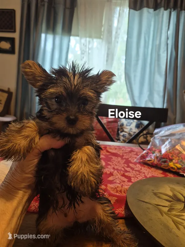 ELOISE – Yorkshire Terrier puppy for sale in Lancaster, PA