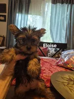 ELOISE, a female Yorkshire Terrier for sale in Lancaster, PA – 1 of 7
