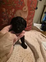 Maverick, a male Yorkshire Terrier and Poodle - Toy  for sale in Lancaster, PA – 9 of 9