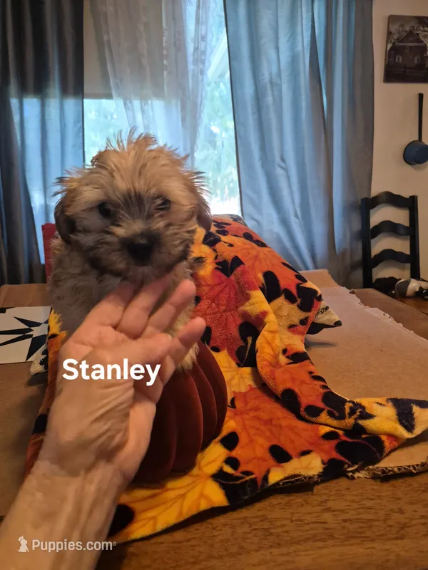 Stanley – Maltese, Yorkshire Terrier puppy for sale in Lancaster, PA