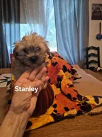 Stanley, a male Maltese and Yorkshire Terrier for sale in Lancaster, PA – 1 of 8