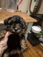 Little Lola, a female Poodle - Toy  for sale in Lancaster, PA – 2 of 8