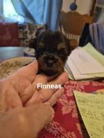 FINNEAS, a male Yorkshire Terrier for sale in Lancaster, PA – 3 of 3