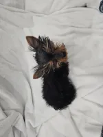 Harry, a male Yorkshire Terrier for sale in Mesa, AZ – 3 of 9