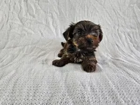 Gandalf (AKC, Toy Size), a male Yorkshire Terrier for sale in Mesa, AZ – Photo 2 of 7
