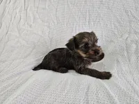 Gandalf (AKC, Toy Size), a male Yorkshire Terrier for sale in Mesa, AZ – Photo 4 of 7