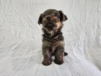 Gandalf (AKC, Toy Size), a male Yorkshire Terrier for sale in Mesa, AZ – Photo 6 of 7