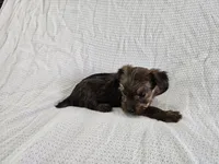 Gandalf (AKC, Toy Size), a male Yorkshire Terrier for sale in Mesa, AZ – Photo 7 of 7